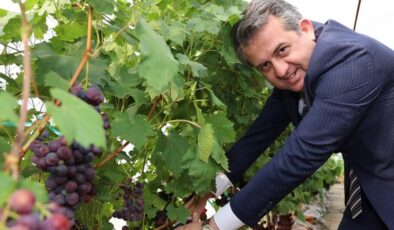 ÇÜ’de topraksız kültürde üzüm hasadı gerçekleştirildi