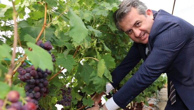 ÇÜ’de topraksız kültürde üzüm hasadı gerçekleştirildi
