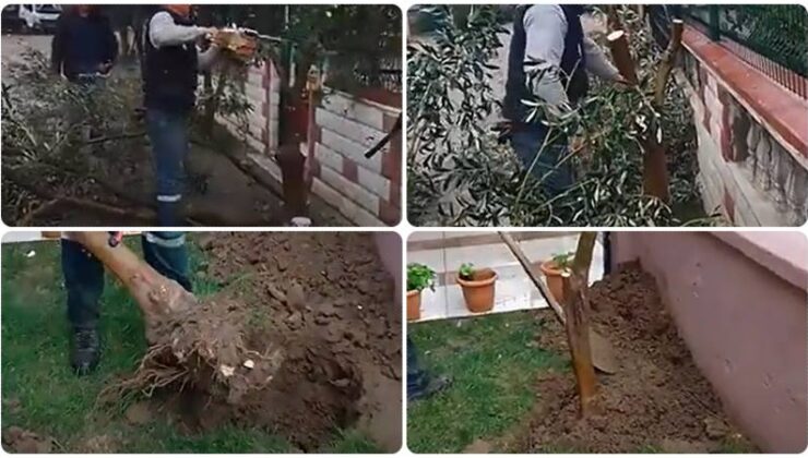 Zeytin ağacı nasıl taşınmalı?