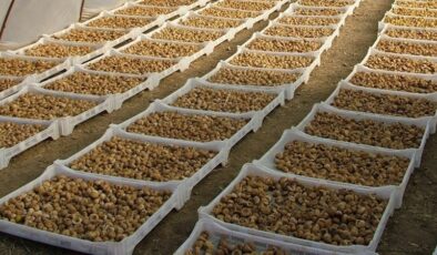 Kuru incir dışsatımı 348 milyon dolara ulaştı