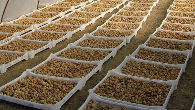 Kuru incir dışsatımı 348 milyon dolara ulaştı