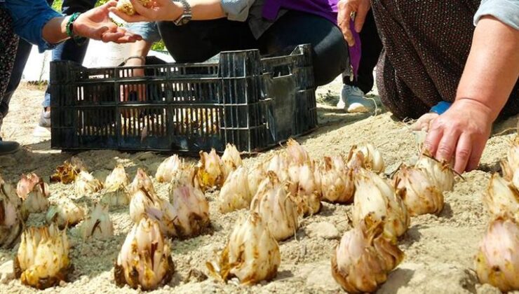 24 bin akzambak soğanı toprağa kavuştu