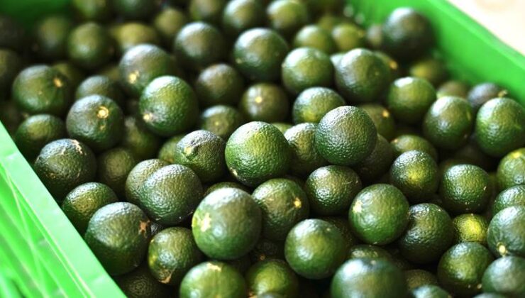 Bodrum mandalinasında hedef 40 bin kilo hasat