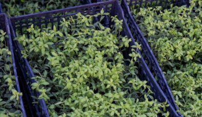 Stevia (şeker otu) nedir?   