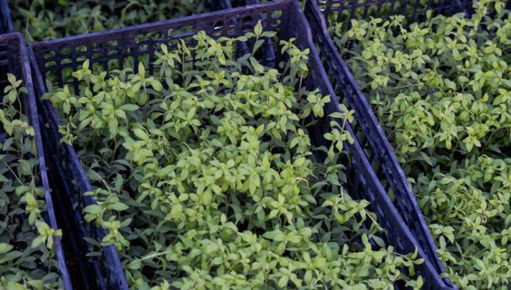 Stevia (şeker otu) nedir?   
