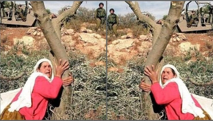 Madenlikleri zeytincilere açın