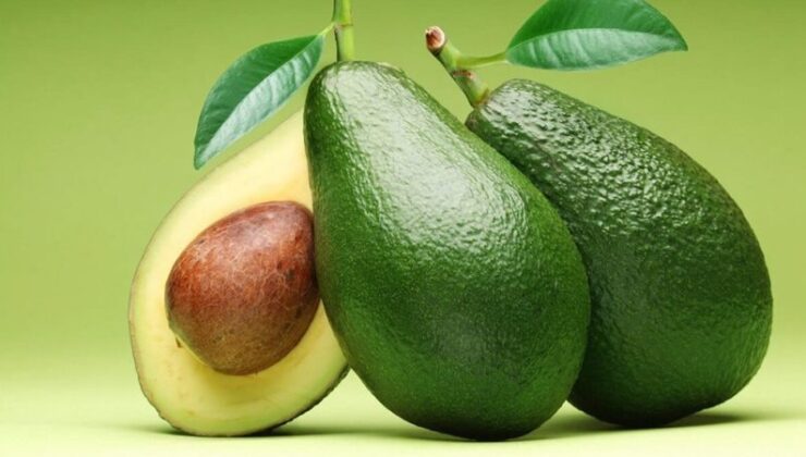 Alanya’da 633 gramlık avokado