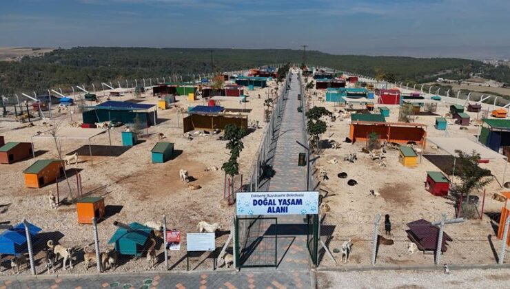 Anakent Belediyesi’nden sokak hayvanlarına doğal yaşam alanı