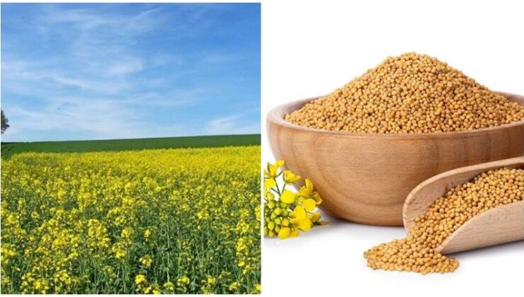 Hindistan’da hardal üreticisine uyarı
