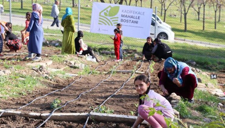 Mahalle bostanlarında kış dikimleri başladı