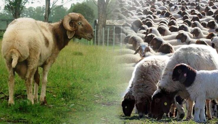 Kırsalda “destek” üreticinin beklentilerini karşılamaya yeter mi?