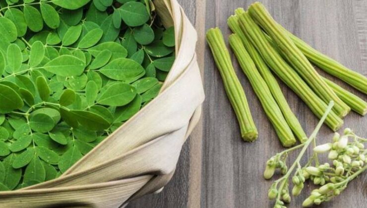 Moringa bitkisi: 300’den fazla yararı var…