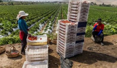 Peru’nun çölü meyve bahçesine dönüştü