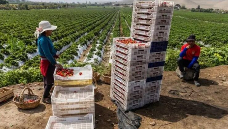 Peru’nun çölü meyve bahçesine dönüştü