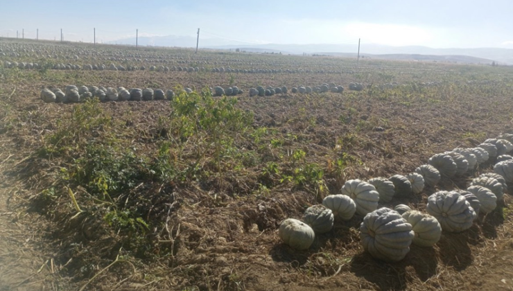 Patates ile Kabak aynı anda aynı tarlada