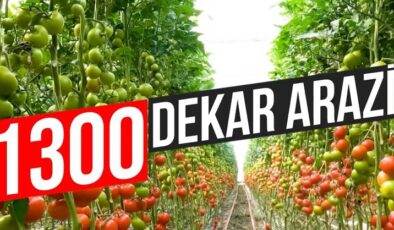 Ağrı’da jeotermal sera yatırımı
