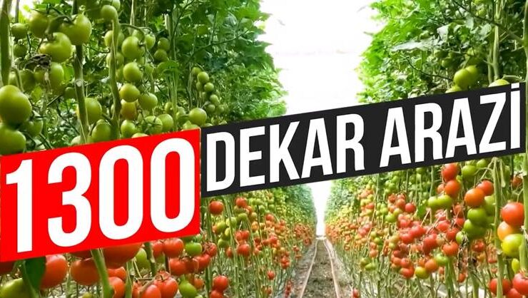 Ağrı’da jeotermal sera yatırımı