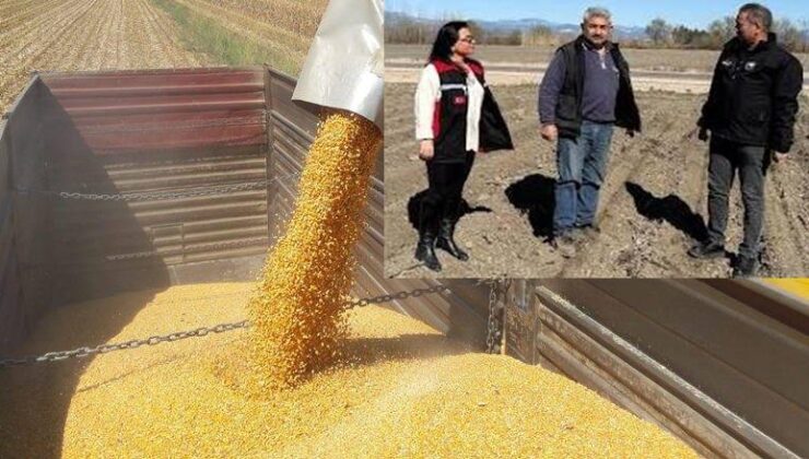 Kozan’da mısır ekimi yakın takipte