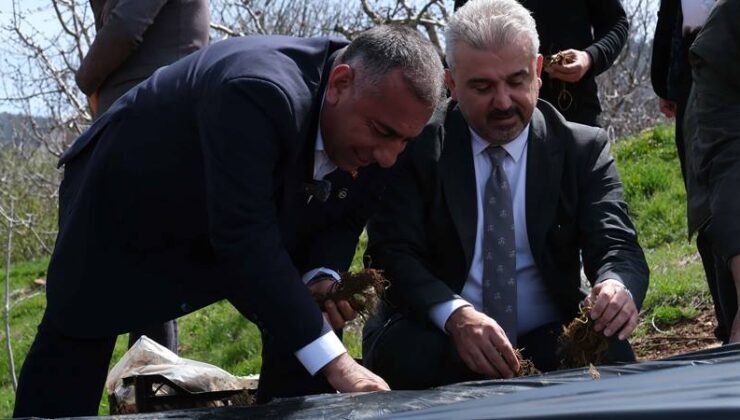 Üreticiye destek: 4 milyon çilek fidesi