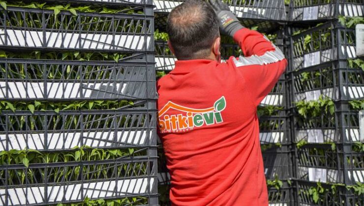 Ankara’da yerli üreticiye 624 bin fide