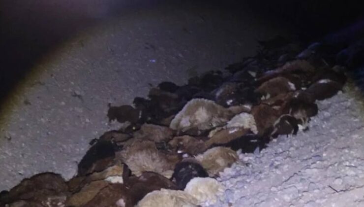 Iğdır’da arı saldırısı; Yüzlerce koyun can verdi