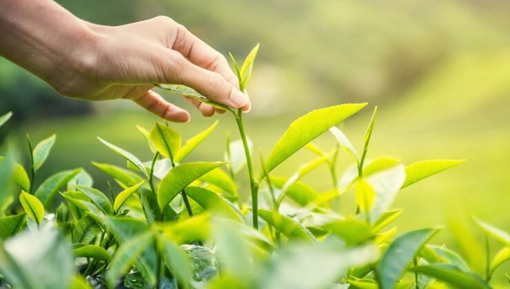 Karadeniz’de çay hasadı başladı…