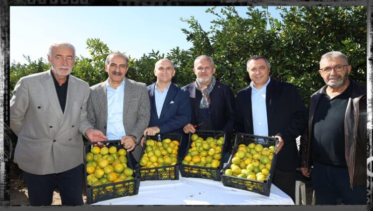 Satsuma mandalinasında dışsatım yolculuğu başladı